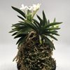 neofinetia falcata Junihitoe 十二単 